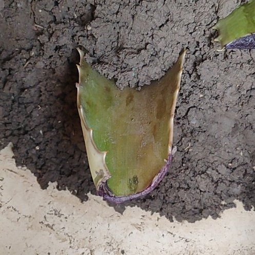 Photo of the plant species Aloe Vera by @SpicyBetel51 named Rainer on Greg, the plant care app