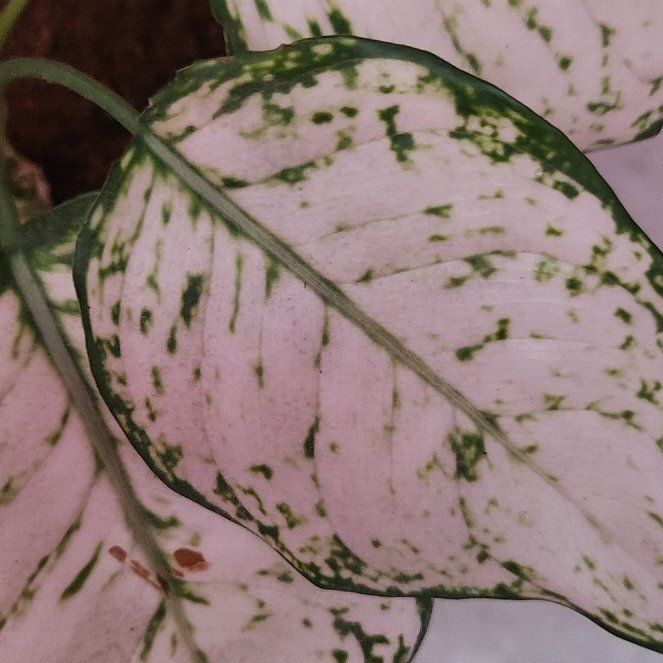 Photo of the plant species Aglaonema 'Beauty' by @SirHappybean97 named Sigmund on Greg, the plant care app