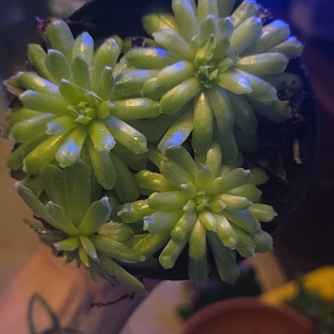 Photo of the plant species Sempervivum arachnoideum 'Stansfieldii' by @WelsomeMystax61 named Dax on Greg, the plant care app