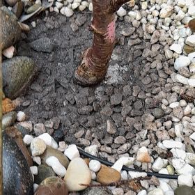 Photo of the plant species Bing Cherry Tree by @IdealCliantro89 named Treeyoncé on Greg, the plant care app