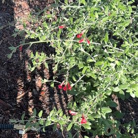 Photo of the plant species Boca rosa by @IdealCliantro89 named Marley on Greg, the plant care app