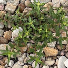 Photo of the plant species Cuphea by @CoolMahoe68 named Sol on Greg, the plant care app