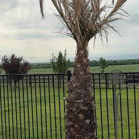 Photo of the plant species Sylvester Palm by @CoolMahoe68 named Nithin on Greg, the plant care app