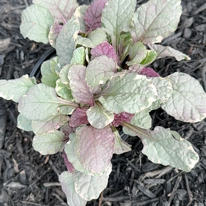 Photo of the plant species Ajuga 'Burgundy Glow' by @CoolMahoe68 named Foxxy on Greg, the plant care app