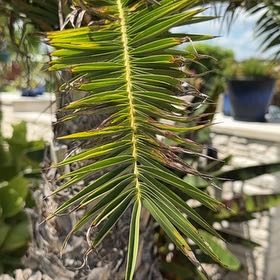 Photo of the plant species Sylvester Palm by @CoolMahoe68 named Harry on Greg, the plant care app