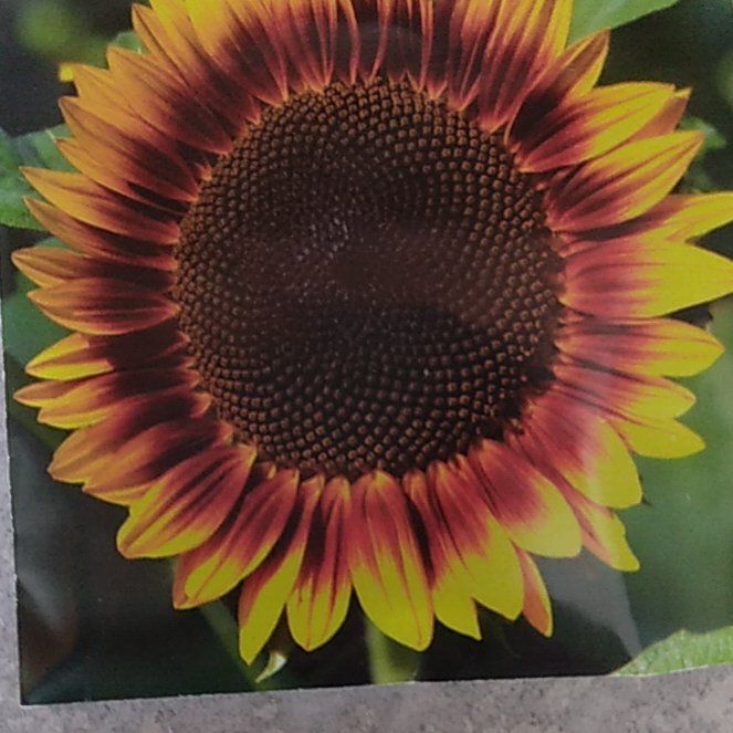 Photo of the plant species Annual Sunflower by @Monika473 named Mithra on Greg, the plant care app
