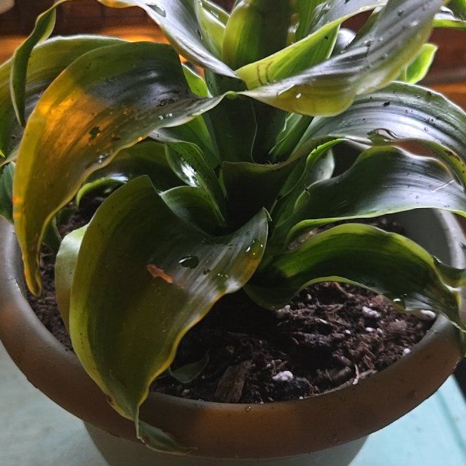 Photo of the plant species Draceana Tornado by @Jessicataft84 named Gregarious on Greg, the plant care app