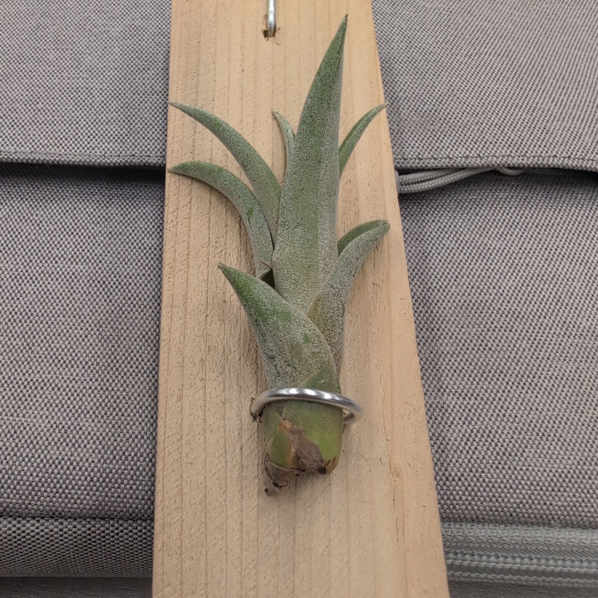 Photo of the plant species Peach Air Plant by @Pagodaminijade named Barrel on Greg, the plant care app