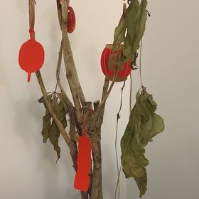 Photo of the plant species Tropical Foliage by @WorkhorseTaro83 named Oh! on Greg, the plant care app