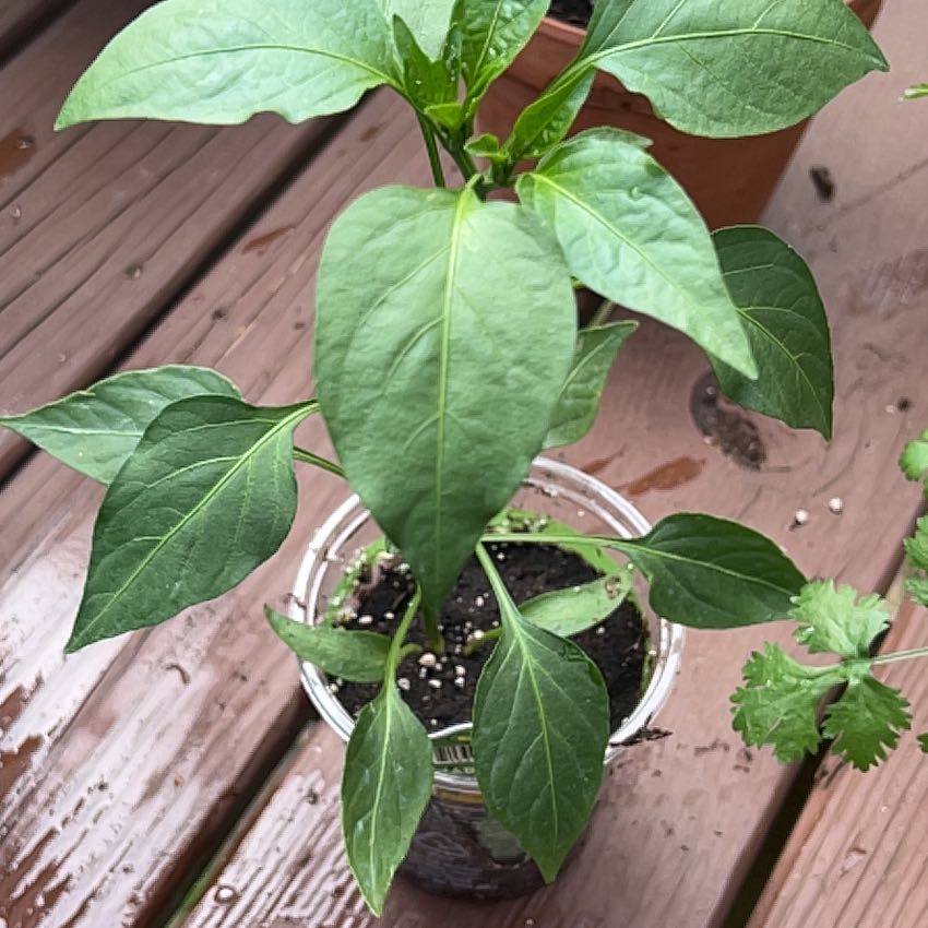 Photo of the plant species Orange Habanero by @AgileSweetleaf named Pax on Greg, the plant care app
