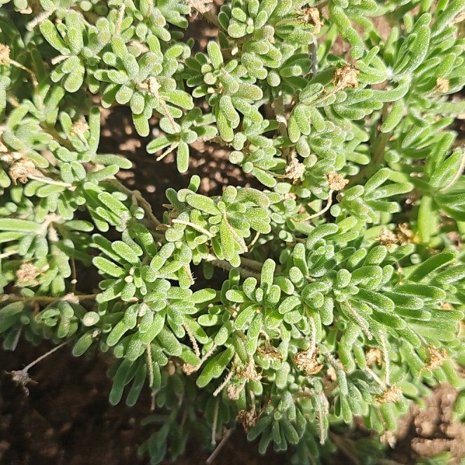 Photo of the plant species Desert Ice Plant by @ClearRedcurrant named Curie on Greg, the plant care app