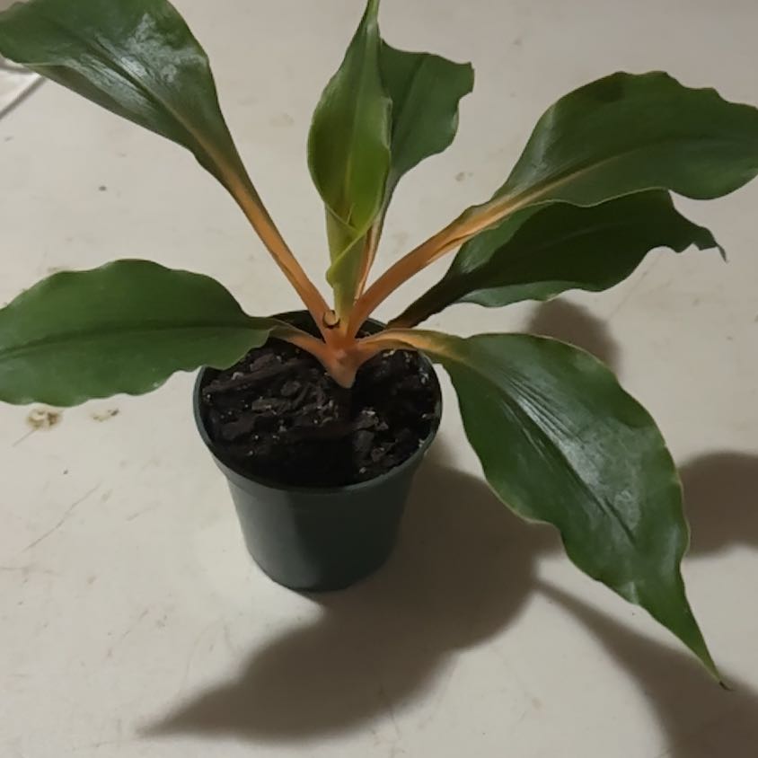 Photo of the plant species orange mandarin plant by @QuichieD28 named Ms. Marmalade on Greg, the plant care app