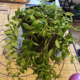 Photo of the plant species Red Elf Lipstick Plant by @NeatNoni72 named Zion on Greg, the plant care app