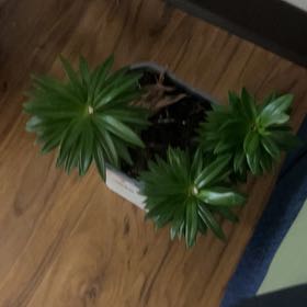 Photo of the plant species asiatic lily by @WinsomeSalal21 named Marley on Greg, the plant care app
