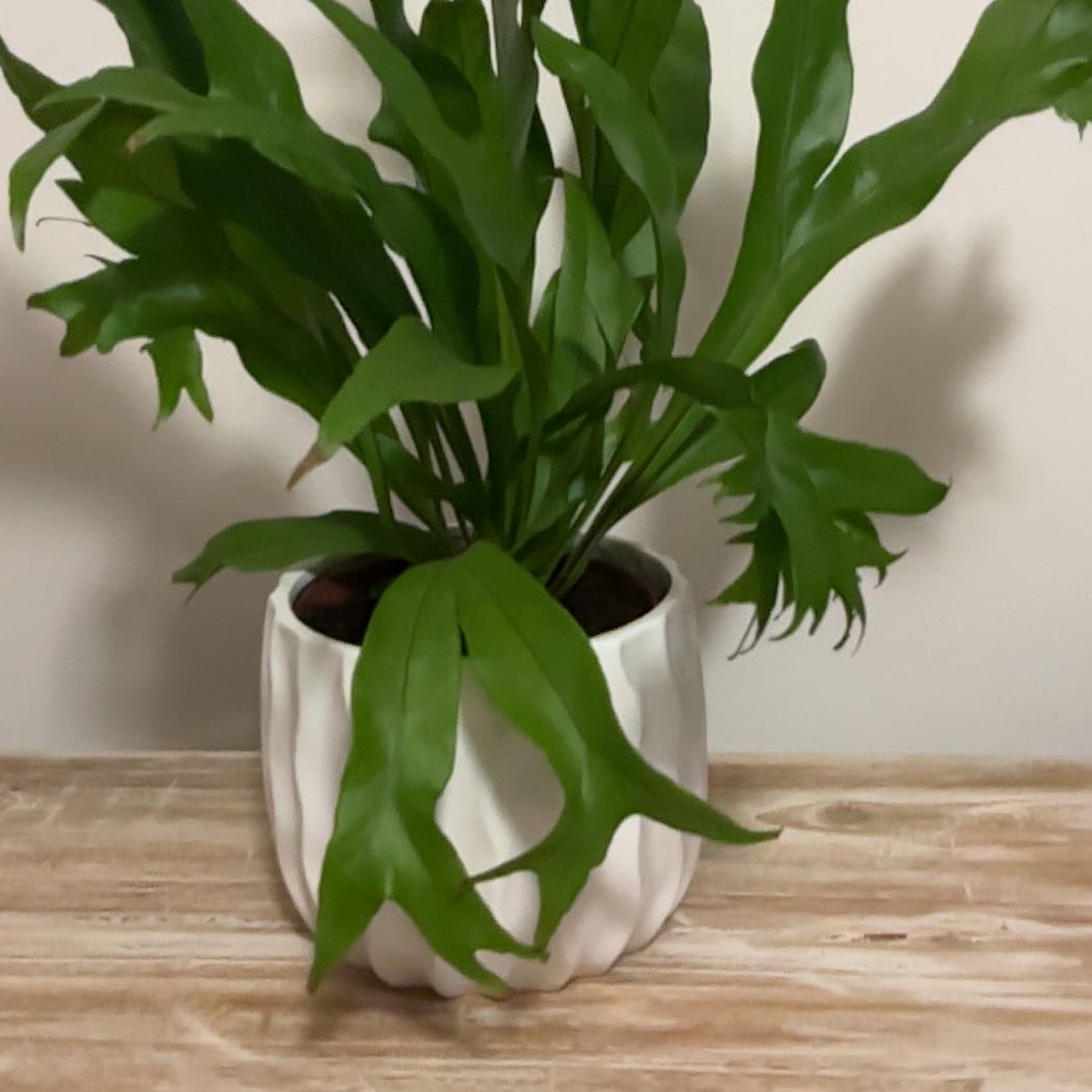Photo of the plant species Green Flame by @GemCaucalis48 named Green Flame on Greg, the plant care app