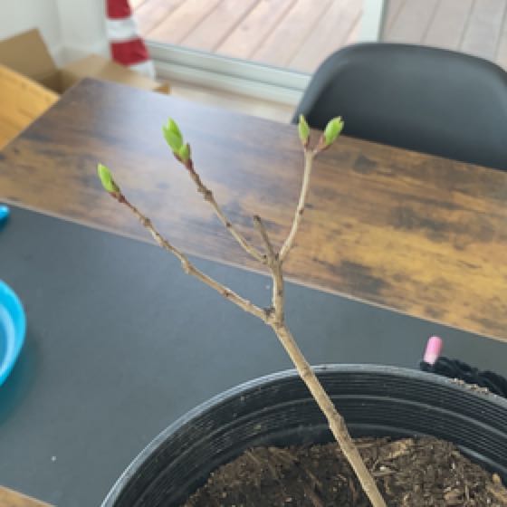 Photo of the plant species Common Lilac by @StarYellowbells named Foxxy on Greg, the plant care app