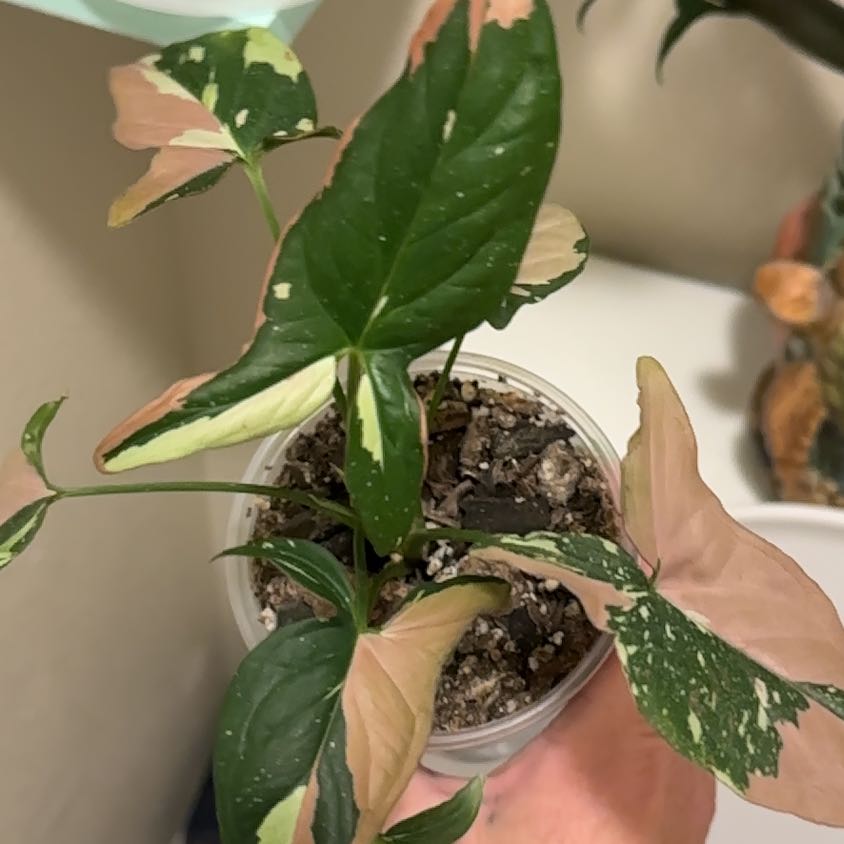 Photo of the plant species Syngonium by @GrownFeltbush33 named Muhammad Ali on Greg, the plant care app