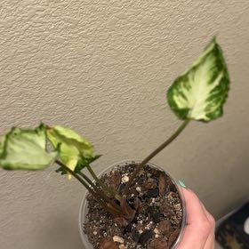 Photo of the plant species Syngonium Godzilla by @GrownFeltbush33 named Zeus on Greg, the plant care app