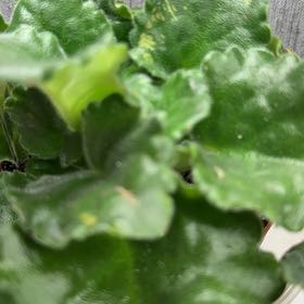 Photo of the plant species Exploding Cucumber by @SirGoldendock36 named Bodhi on Greg, the plant care app