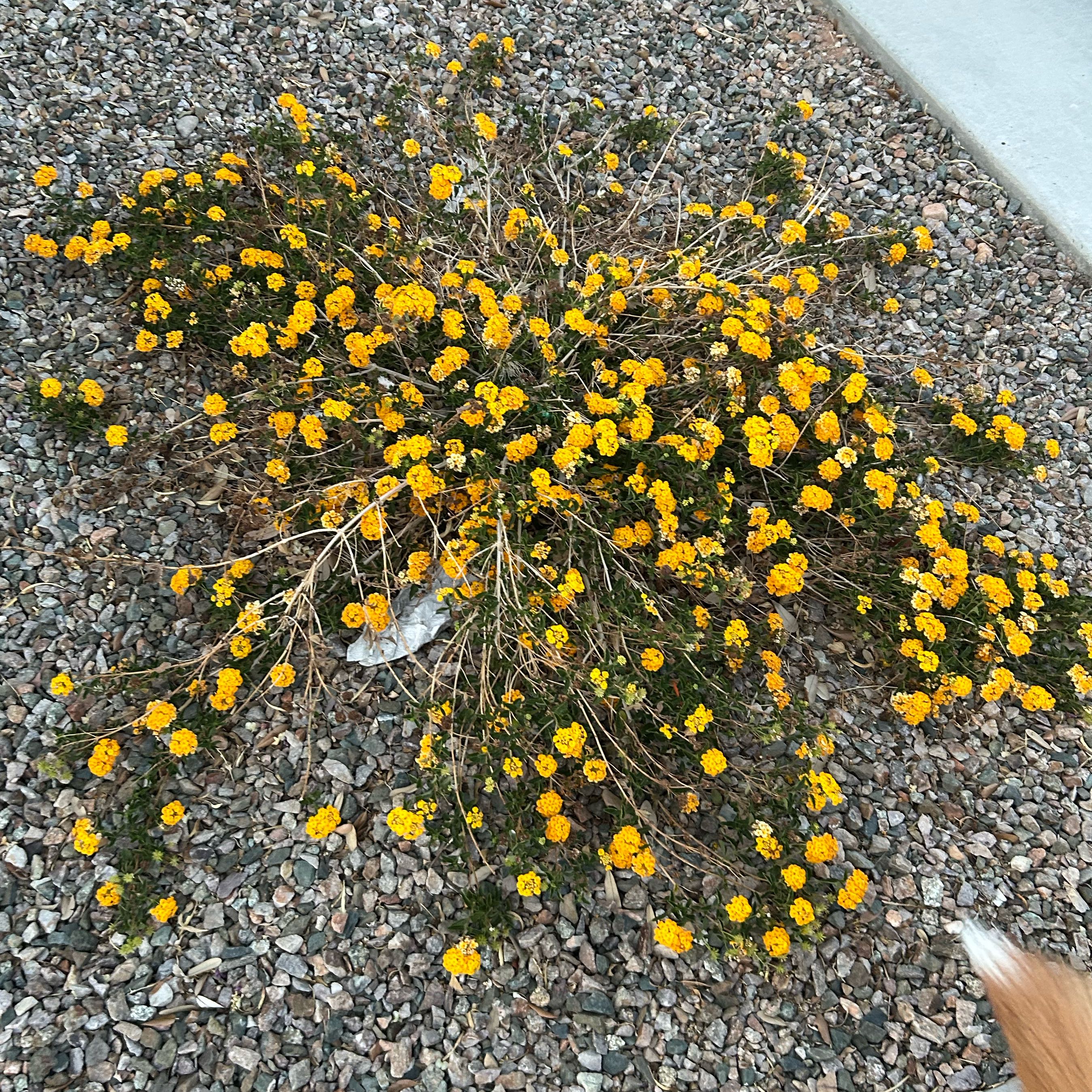 Photo of the plant species Broom Snakeweed by @DefiantChickory named Gobi on Greg, the plant care app