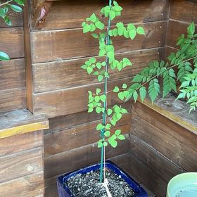 Plant care for Japanese Juniper Bonsi on Greg, the plant care app