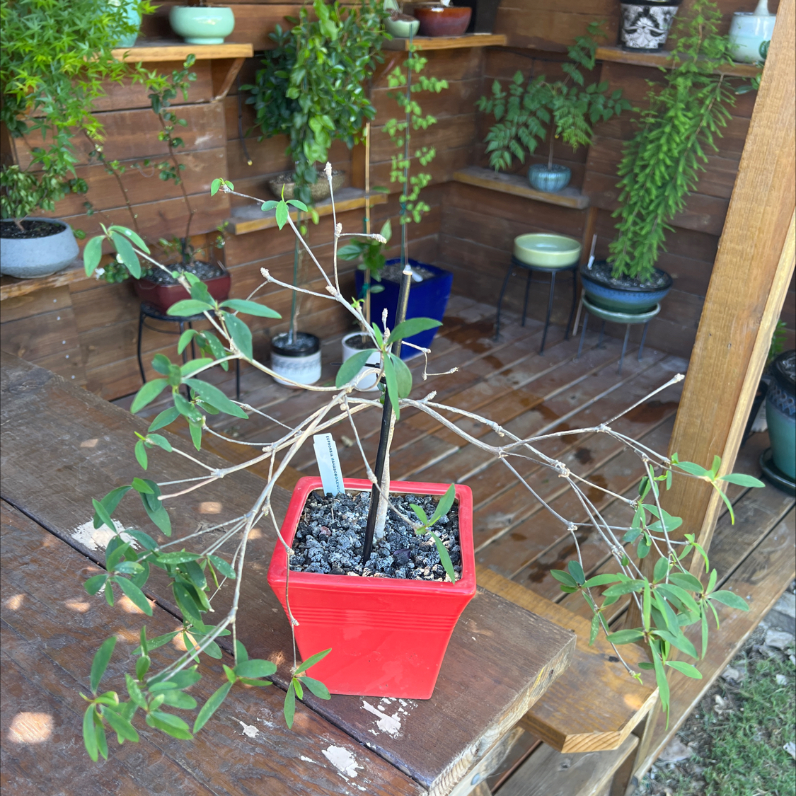 Photo of the plant species Euphorbia mahabobokensis by @Glassguy65 named Euphorbia mahabobokensis on Greg, the plant care app