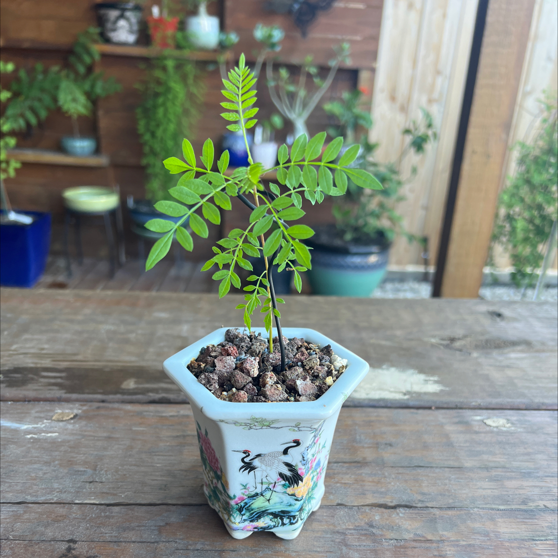 Photo of the plant species Brazilian Rosewood by @Glassguy65 named Brazilian Rosewood on Greg, the plant care app