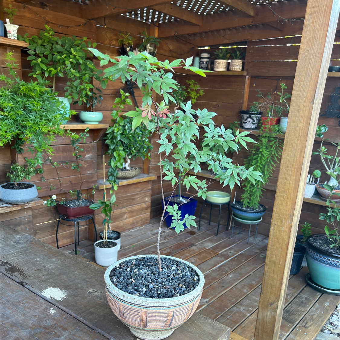 Photo of the plant species Bloodgood Japanese Maple by @Glassguy65 named Bloodgood Japanese maple on Greg, the plant care app
