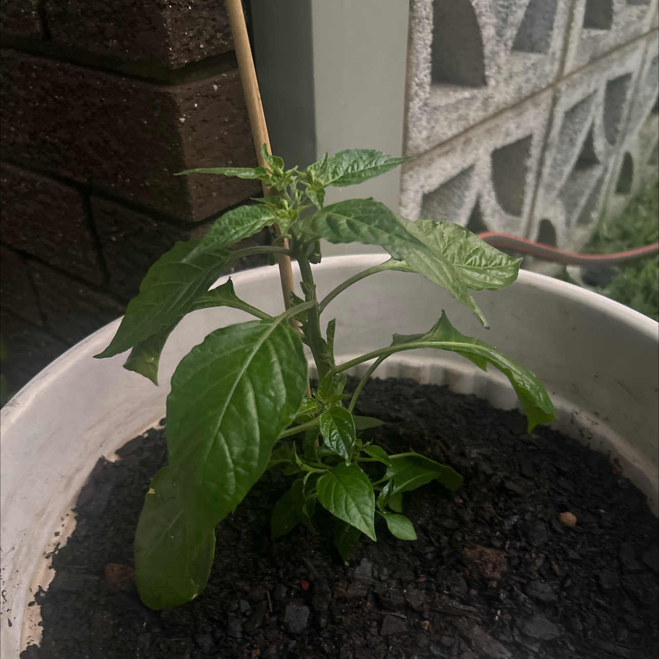 Photo of the plant species Orange Habanero by @PetHopsage39 named Walt on Greg, the plant care app