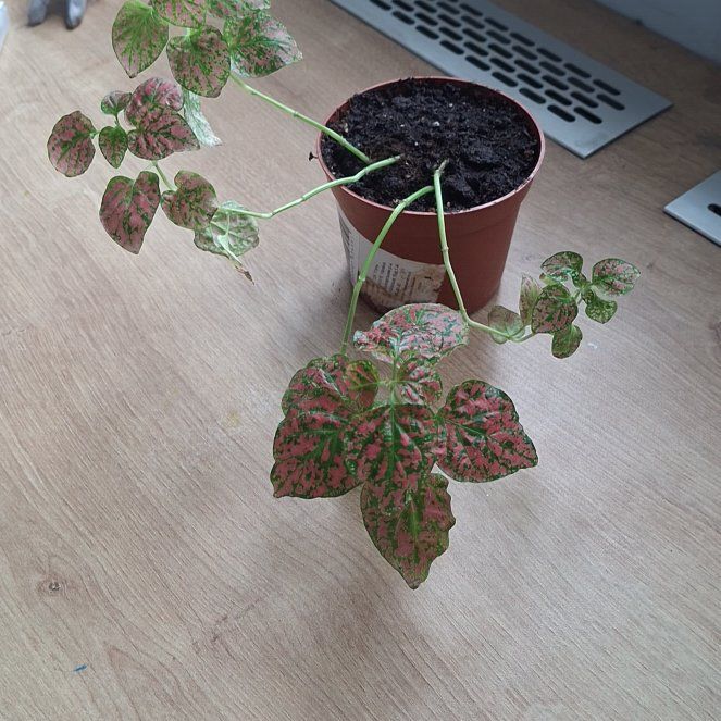 Photo of the plant species Pink Hypoestes by @StoutRaintree3 named Mollie on Greg, the plant care app