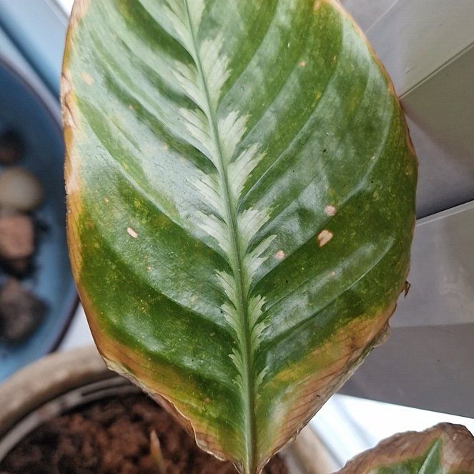 Photo of the plant species Prayer Plant by @beccaDC named Shakira on Greg, the plant care app