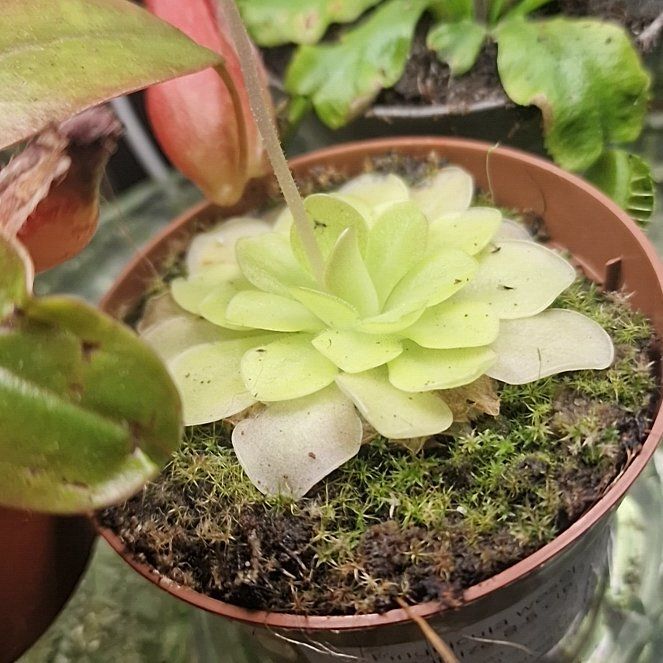 Photo of the plant species Weser Butterwort by @beccaDC named Foxxy on Greg, the plant care app
