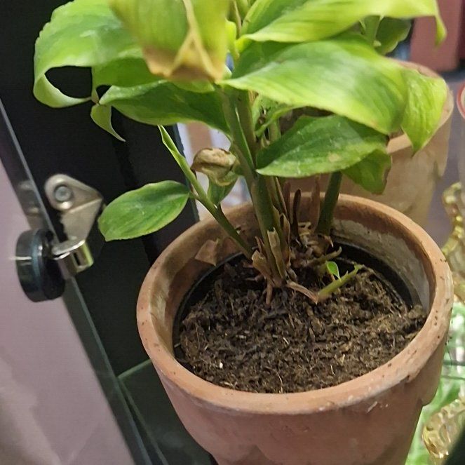 Photo of the plant species Elettaria Cardamomum by @beccaDC named Rihanna on Greg, the plant care app