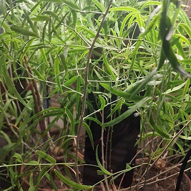 Photo of the plant species Asparagus subfalcatus by @beccaDC named Figyonce on Greg, the plant care app