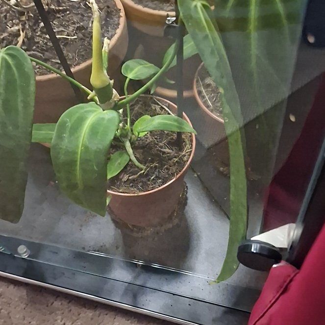 Photo of the plant species Anthurium Queen by @beccaDC named Gobi on Greg, the plant care app