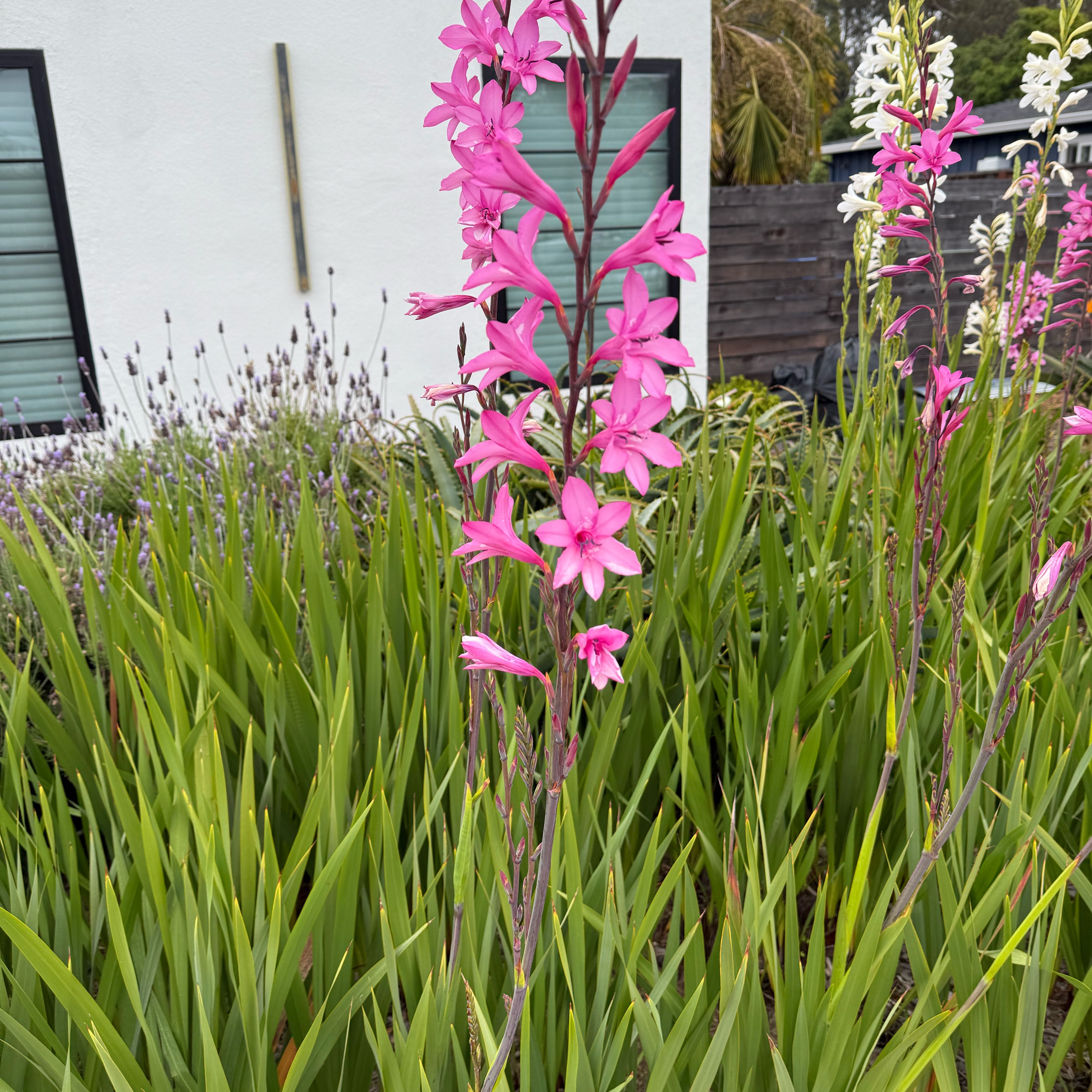 Photo of the plant species Cape Bugle-Lily by @BigKermesoak58 named Gates on Greg, the plant care app