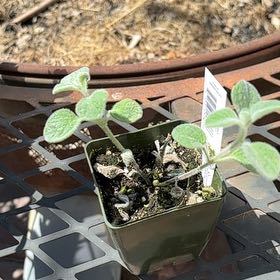 Photo of the plant species Dittany Of Crete by @LushSedum22 named Darwin on Greg, the plant care app