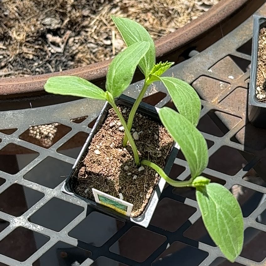 Photo of the plant species Cucumber 'Pick a Bushel' by @LushSedum22 named Planty on Greg, the plant care app