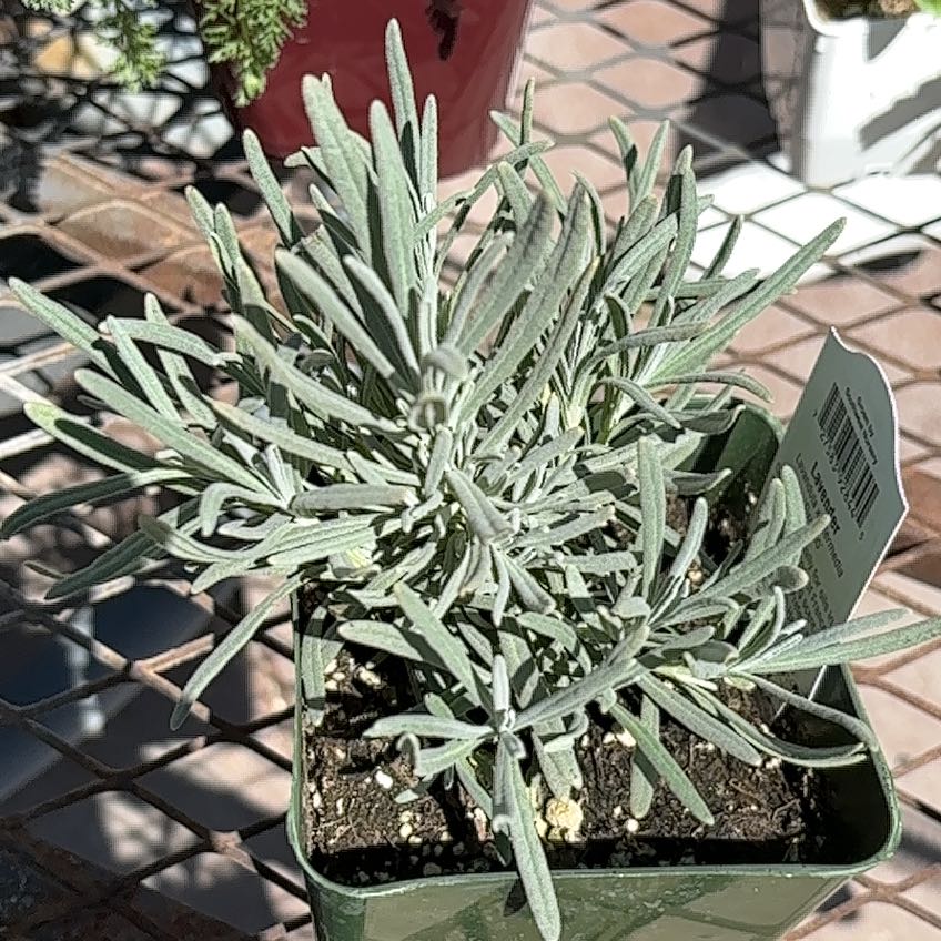 Photo of the plant species Lavender 'Grosso' by @LushSedum22 named Emerson on Greg, the plant care app