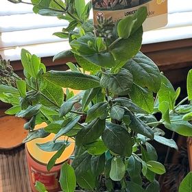 Photo of the plant species Goldflame Honeysuckle by @LushSedum22 named Lavender on Greg, the plant care app