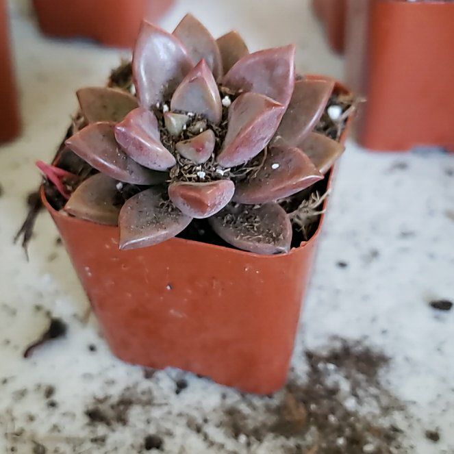 Photo of the plant species Graptopetalum Jester by @Househollyfern named Miley on Greg, the plant care app