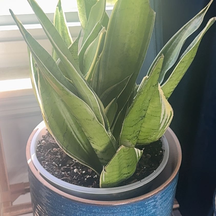 Photo of the plant species Sansevieria Night Owl by @HunkyPansy9 named Austen on Greg, the plant care app