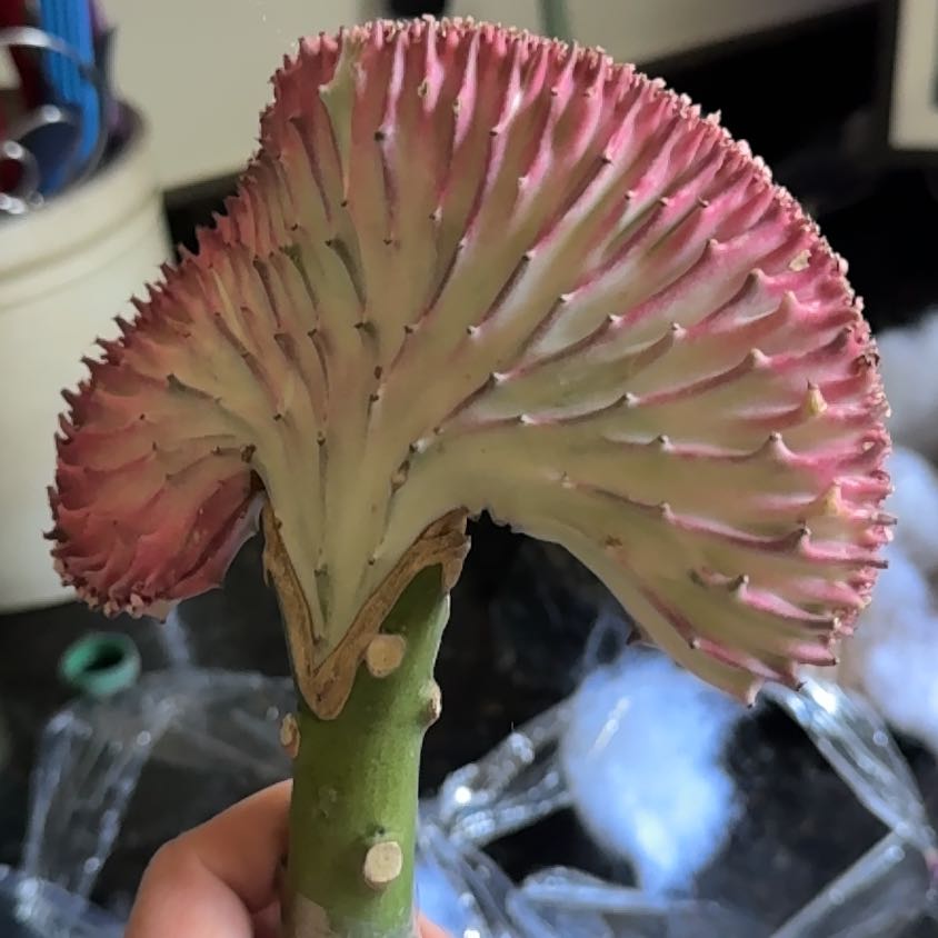Photo of the plant species Red Euphoria Cactus by @HunkyPansy9 named Demi on Greg, the plant care app
