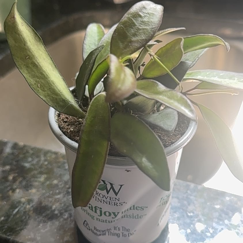 Photo of the plant species Endless Cascades Quinquenervia by @HunkyPansy9 named Fernie Mac on Greg, the plant care app