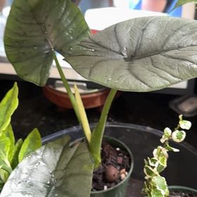Photo of the plant species alocasia nebula by @HunkyPansy9 named Surya on Greg, the plant care app
