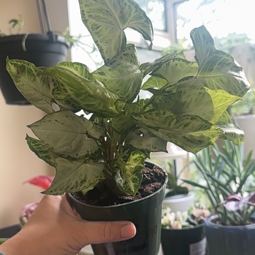 Photo of the plant species Syngonium Glo Go by @HunkyPansy9 named Rihanna on Greg, the plant care app