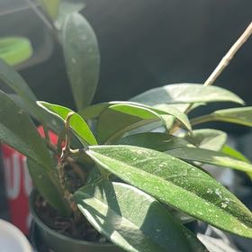 Photo of the plant species New Guinea Ghost Hoya by @HunkyPansy9 named Sproutacus Hidden Se on Greg, the plant care app