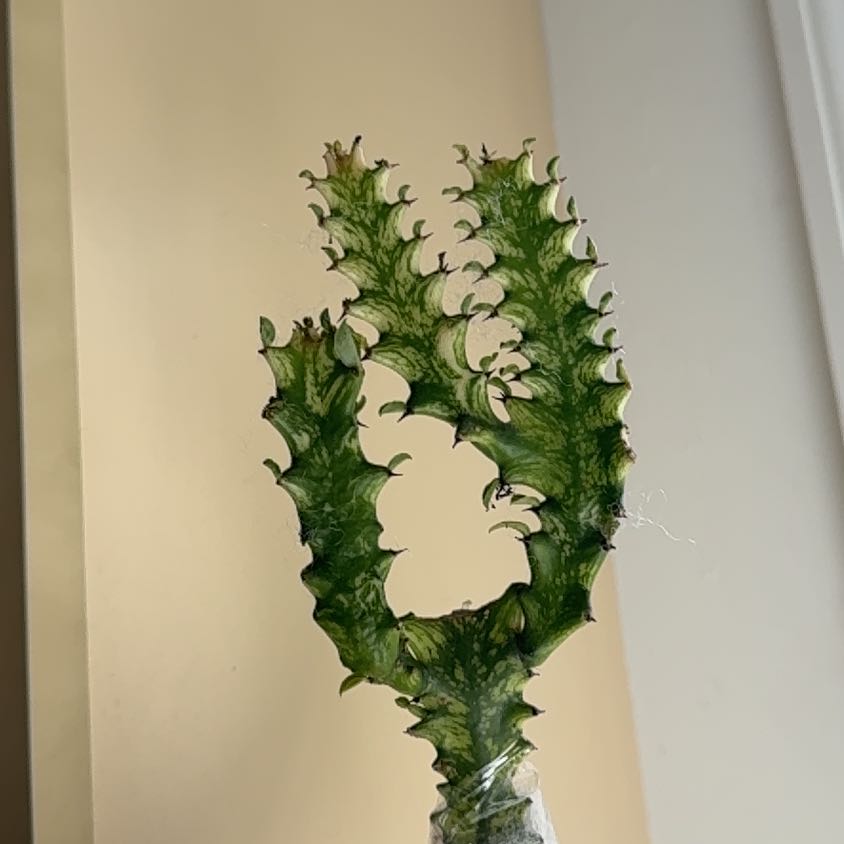 Photo of the plant species Variegated African Milk Bush by @HunkyPansy9 named Einstein on Greg, the plant care app