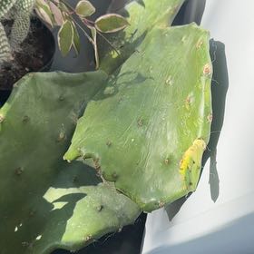 Photo of the plant species Old Mexico Prickly Pear by @HunkyPansy9 named Curie on Greg, the plant care app