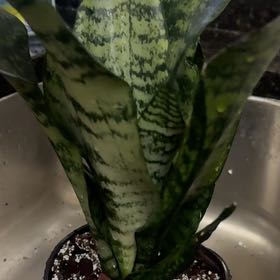 Photo of the plant species Sansevieria Robusta by @HunkyPansy9 named Anne on Greg, the plant care app